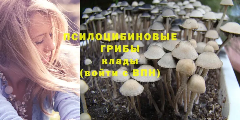 магазин продажи   Махачкала  Галлюциногенные грибы MAGIC MUSHROOMS 